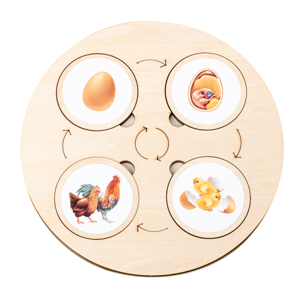 Planche en bois avec 4 jetons du cycle de la vie, l'oeuf, le bébé, l'enfant, l'adulte d'une poule ou un coq